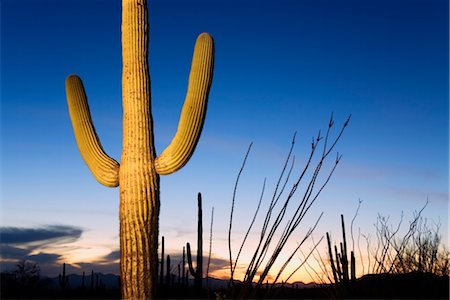 Cactus Saguaro dans Tucson Mountain Park, Tucson, Arizona, États-Unis d'Amérique, l'Amérique du Nord Photographie de stock - Rights-Managed, Code: 841-03517969