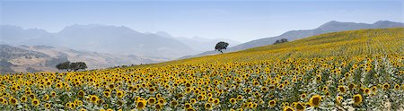 spain panoramic - Sunflowers, near Ronda, Andalucia (Andalusia), Spain, Europe Stock Photo - Rights-Managed, Code: 841-03518116