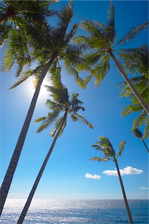 Palm trees on tropical beach, Bali, Indonesia, Southeast Asia, Asia Stock Photo - Rights-Managed, Code: 841-03518371