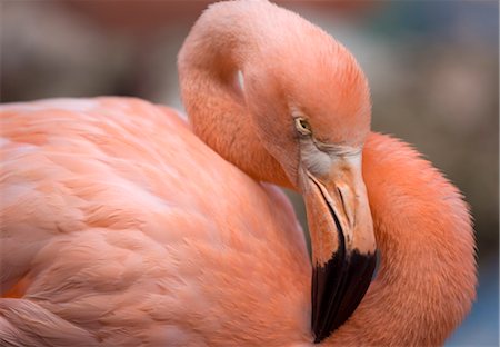 flamenco rosa - Pink flamingo in Curacao, Netherlands Antilles, Caribbean, Central America Foto de stock - Con derechos protegidos, Código: 841-03518558