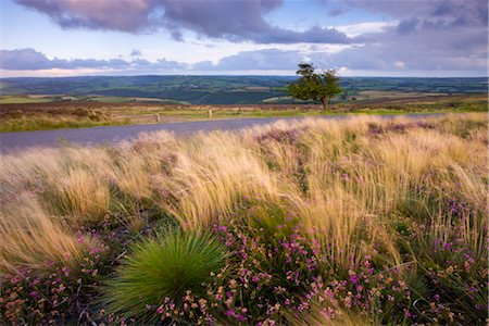 Summer heather and grasses on Dunkery Hill, Exmoor National Park, Somerset, England, United Kingdom, Europe Foto de stock - Con derechos protegidos, Código: 841-03518641