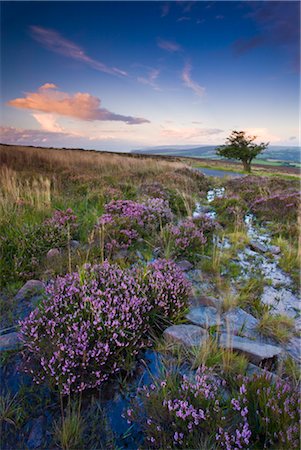exmoor national park - Bell heather growing on Dunkery Hill in Exmoor National Park, Somerset, England, United Kingdom, Europe Foto de stock - Con derechos protegidos, Código: 841-03518643