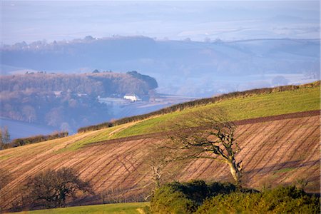 simsearch:841-03032054,k - Windswept tree on Raddon Hill with a misty rural landscape beyond, Near Crediton, Devon, England, United Kingdom, Europe Stock Photo - Rights-Managed, Code: 841-03518694