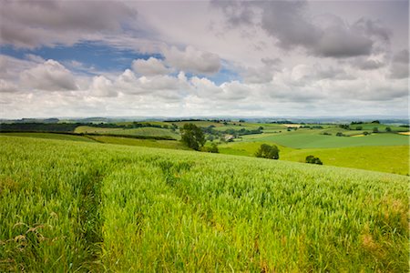 simsearch:841-03032097,k - Summer crops growing in a mid-Devon field, Crediton, Devon, England, United Kingdom, Europe Foto de stock - Con derechos protegidos, Código: 841-03518735