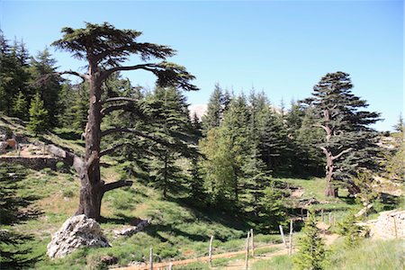 The Cedar Trees of Bcharre, Qadisha Valley, UNESCO World Heritage Site, Lebanon, Middle East Foto de stock - Direito Controlado, Número: 841-03518860