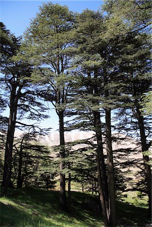 The Cedar Trees of Bcharre, Qadisha Valley (Holy Valley), UNESCO World Heritage Site, Lebanon, Middle East Foto de stock - Con derechos protegidos, Código: 841-03518919