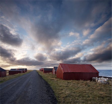 five animals - Red huts and sheep at sunset on coast, Lofoten Islands, Norway, Scandinavia, Europe Foto de stock - Con derechos protegidos, Código: 841-03519058
