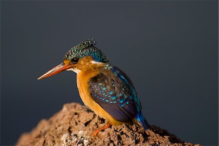 Kingfisher au lac Awasa, Rift Valley, Ethiopie, Afrique Photographie de stock - Rights-Managed, Code: 841-03520229