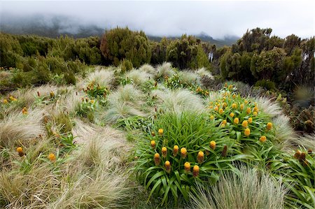 Yellow Bulbinella rossii, Genus, Campbell Island, Sub-Antarctic, Polar Regions Foto de stock - Con derechos protegidos, Código: 841-03674002