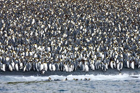 King penguin colony (Aptenodytes patagonicus), Macquarie Island, Sub-Antarctic, Polar Regions Foto de stock - Con derechos protegidos, Código: 841-03674026