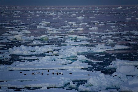 simsearch:841-03674080,k - Adelie penguins (Pygoscelis adeliae) on an ice floe at midnight, Southern Ocean, Antarctic, Polar Regions Foto de stock - Con derechos protegidos, Código: 841-03674022