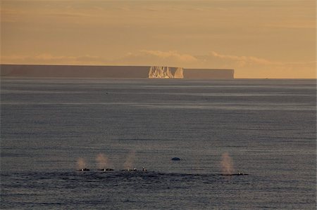 Killer whales (Orca) (Orcinus orca) in front of tabular icebergs, Southern Ocean, Antarctic, Polar Regions Foto de stock - Direito Controlado, Número: 841-03674023