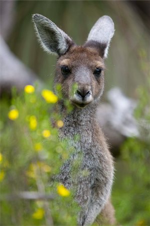 Kangourou gris occidental (Macropus fuliginosus), Parc National de Yanchep, Pacific West Australia, Australie Photographie de stock - Rights-Managed, Code: 841-03674037