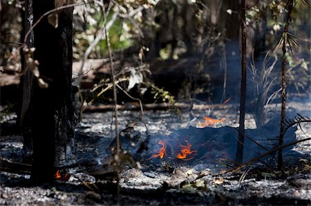 Feu de forêt dans les pays en dehors de Perth, Australie occidentale, Australie, Pacifique Photographie de stock - Rights-Managed, Code: 841-03674044