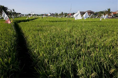 Rice field, Kerobokan, Bali, Indonesia, Southeast Asia, Asia Stock Photo - Rights-Managed, Code: 841-03674048