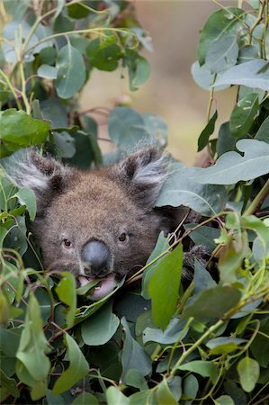 simsearch:841-03674408,k - Koala (Phascolarctos cinereus) dans un arbre d'eucalyptus, Parc National de Yanchep, Pacific West Australia, Australie Photographie de stock - Rights-Managed, Code: 841-03674040