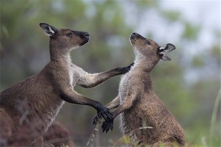 Kangaroo Island grey kangaroos (Macropus fuliginosus), Lathami Conservation Park, Kangaroo Island, South Australia, Australia, Pacific Foto de stock - Direito Controlado, Número: 841-03674057