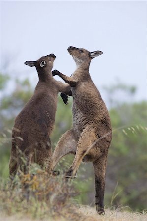 Kangaroo Island grey kangaroos (Macropus fuliginosus), Lathami Conservation Park, Kangaroo Island, South Australia, Australia, Pacific Foto de stock - Direito Controlado, Número: 841-03674058