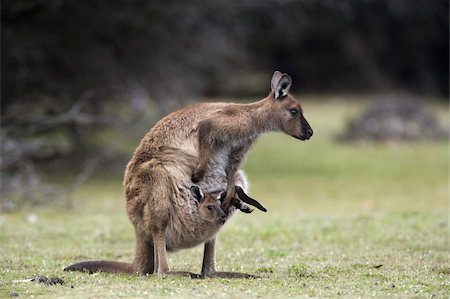 Kangaroo Island grey kangaroo (Macropus fuliginosus) with joey in pouch, Kelly Hill Conservation, Kangaroo Island, South Australia, Australia, Pacific Foto de stock - Direito Controlado, Número: 841-03674064