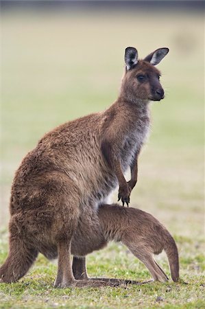 Kangaroo Island grey kangaroo (Macropus fuliginosus) with joey, Kelly Hill Conservation, Kangaroo Island, South Australia, Australia, Pacific Foto de stock - Direito Controlado, Número: 841-03674066