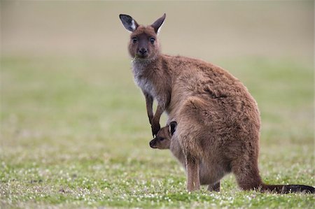 simsearch:841-03868772,k - Kangaroo Island grey kangaroo (Macropus fuliginosus) with joey, Kelly Hill Conservation, Kangaroo Island, South Australia, Australia, Pacific Foto de stock - Con derechos protegidos, Código: 841-03674067