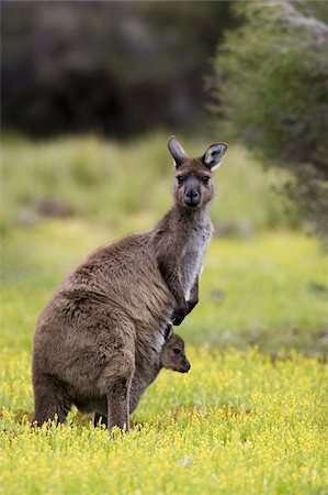 Kangaroo Island grey kangaroo (Macropus fuliginosus), Flinders Chase National Park, Kangaroo Island, South Australia, Australia, Pacific Foto de stock - Direito Controlado, Número: 841-03674061