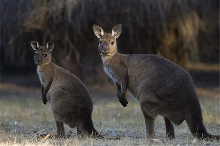 Kangaroo Island grey kangaroos (Macropus fuliginosus), Lathami Conservation Park, Kangaroo Island, South Australia, Australia, Pacific Foto de stock - Direito Controlado, Número: 841-03674071