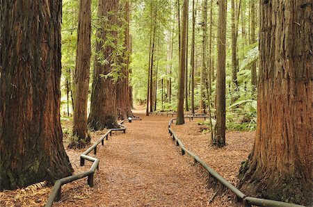 ferns woods - Walkway, The Redwoods, Rotorua, Bay of Plenty, North Island, New Zealand, Pacific Stock Photo - Rights-Managed, Code: 841-03674164