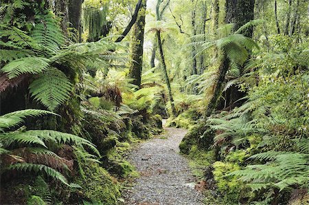 swampland - Walkway through Swamp Forest, Ships Creek, West Coast, South Island, New Zealand, Pacific Stock Photo - Rights-Managed, Code: 841-03674254