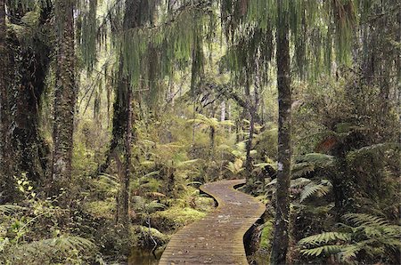 Walkway through Swamp Forest, Ships Creek, West Coast, South Island, New Zealand, Pacific Foto de stock - Con derechos protegidos, Código: 841-03674252