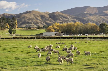 Sheep on farmland, near Tarras, Otago, South Island, New Zealand, Pacific Stock Photo - Rights-Managed, Code: 841-03674261