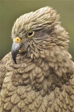 simsearch:841-03869105,k - Kea (Nestor notabilis), Arthur's Pass, Canterbury high country, South Island, New Zealand, Pacific Foto de stock - Con derechos protegidos, Código: 841-03674288