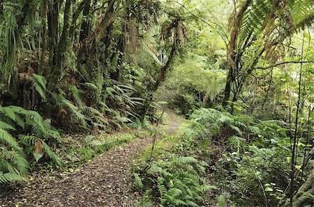 south island - Native Forest, Lake Mahinapua, West Coast, South Island, New Zealand, Pacific Foto de stock - Con derechos protegidos, Código: 841-03674283