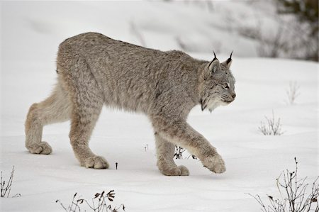 small cats side view - Canadian Lynx (Lynx canadensis) in snow in captivity, near Bozeman, Montana, United States of America, North America Stock Photo - Rights-Managed, Code: 841-03674309