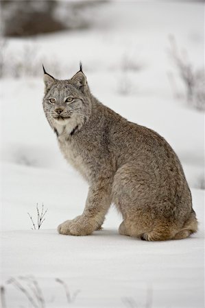 Canadian Lynx (Lynx canadensis) in snow in captivity, near Bozeman, Montana, United States of America, North America Foto de stock - Con derechos protegidos, Código: 841-03674311