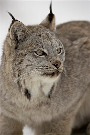 simsearch:6119-08741418,k - Kanadischer Luchs (Lynx Canadensis) im Schnee in Gefangenschaft, in der Nähe von Bozeman, Montana, Vereinigte Staaten von Amerika, Nordamerika Stockbilder - Lizenzpflichtiges, Bildnummer: 841-03674312