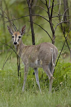 simsearch:841-03674370,k - Common Duiker ou Duiker gris (Sylvicapra grimmia), Parc National de Kruger, Afrique du Sud, Afrique Photographie de stock - Rights-Managed, Code: 841-03674328