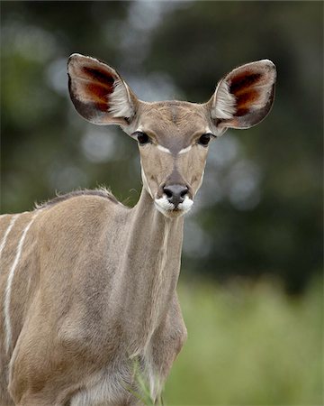 Femelle grand koudou (Tragelaphus strepsiceros), Parc National de Kruger, Afrique du Sud, Afrique Photographie de stock - Rights-Managed, Code: 841-03674376