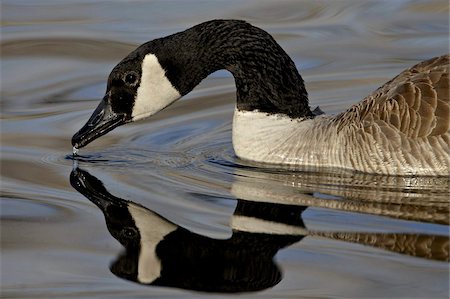 Canada Goose (Branta canadensis) with reflection while swimming and drinking, Denver City Park, Denver, Colorado, United States of America, North America Stock Photo - Rights-Managed, Code: 841-03674388