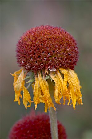 simsearch:841-03674573,k - Common gaillardia (great blanketflower) (blanketflower) (brown-eyed Susan) (Gaillardia aristata) seedhead, Glacier National Park, Montana, United States of America, North America Foto de stock - Direito Controlado, Número: 841-03674537