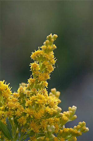 simsearch:841-03674514,k - Meadow goldenrod (Solidago occidentalis), Glacier National Park, Montana, United States of America, North America Stock Photo - Rights-Managed, Code: 841-03674538
