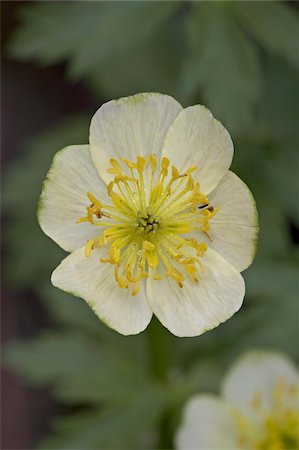 simsearch:841-03674534,k - Globeflower (Trollius laxus), Shoshone National Forest, Wyoming, United States of America, North America Stock Photo - Rights-Managed, Code: 841-03674530
