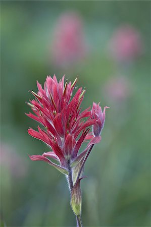 simsearch:841-03674511,k - Giant Red Paintbrush (Indian Paintbrush) (Castilleja miniata), Yellowstone National Park, Wyoming, United States of America, North America Stock Photo - Rights-Managed, Code: 841-03674531
