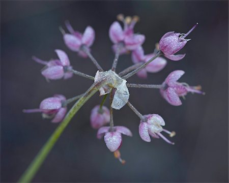 Nodding onion (Allium cernuum), Glacier National Park, Montana, United States of America, North America Stock Photo - Rights-Managed, Code: 841-03674544