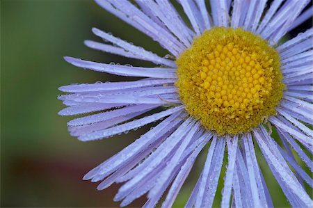 simsearch:841-03674516,k - Showy daisy (Erigeron speciosus), Glacier National Park, Montana, United States of America, North America Stock Photo - Rights-Managed, Code: 841-03674543