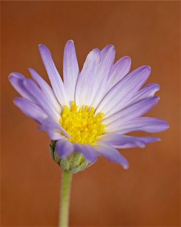 simsearch:841-03674516,k - Utah daisy (Erigeron utahensis), Canyon Country, Utah, United States of America, North America Stock Photo - Rights-Managed, Code: 841-03674566