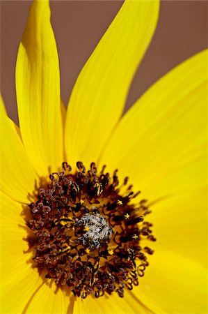 simsearch:841-03674511,k - Prairie sunflower (Helianthus petiolaris), The Needles District, Canyonlands National Park, Utah, United States of America, North America Stock Photo - Rights-Managed, Code: 841-03674569