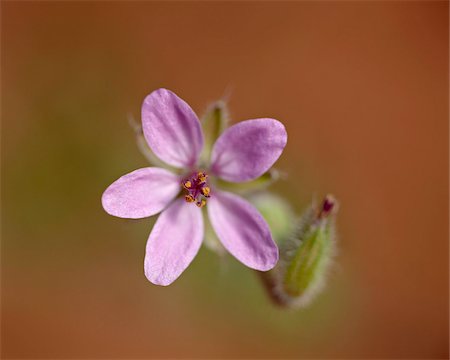 simsearch:841-03674573,k - Heronsbill (Erodium cicutarium), Arches National Park, Utah, United States of America, North America Foto de stock - Direito Controlado, Número: 841-03674562