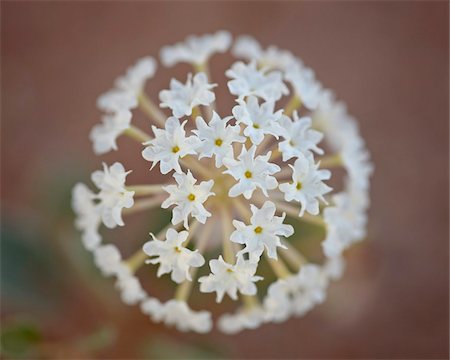 simsearch:841-03674511,k - Sand verbena (Abronia fragrans), Canyon Country, Utah, United States of America, North America Stock Photo - Rights-Managed, Code: 841-03674563