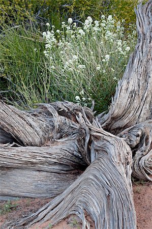 Fremont's peppergrass (Lepidium fremontii) behind a weathered juniper trunk, Arches National Park, Utah, United States of America, North America Fotografie stock - Rights-Managed, Codice: 841-03674574